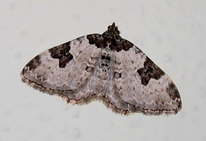 Xanthorhoe fluctuata